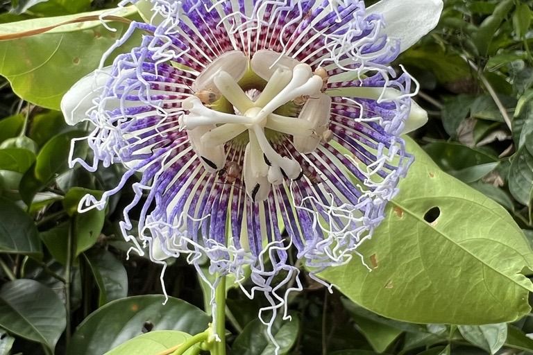 Flor de maracujá silvestre