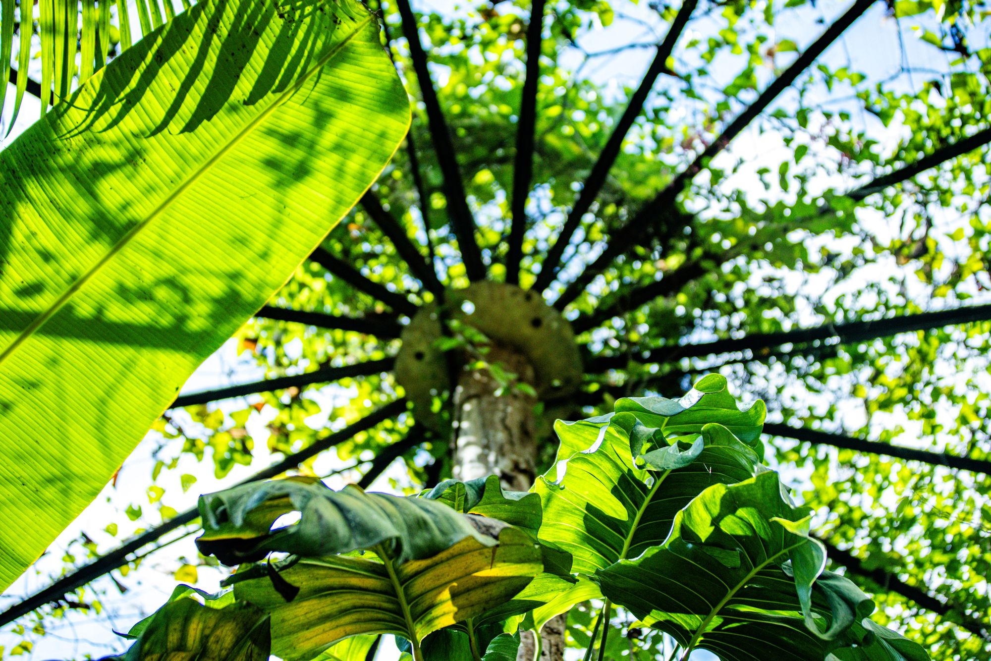 Copa de palmeira vista de baixo, com folhas contra a luz